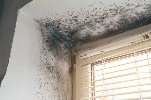 Affordable Mold Cleanup solutions in Brighton, MA
