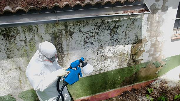 Trusted Mold Testing service in Brighton, MA - Cheap Mold Removal